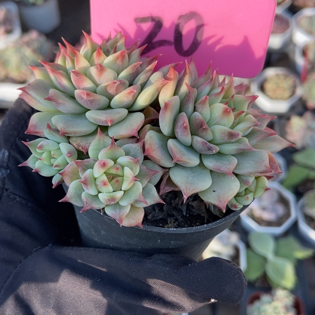 20蓝眼睛多肉植物