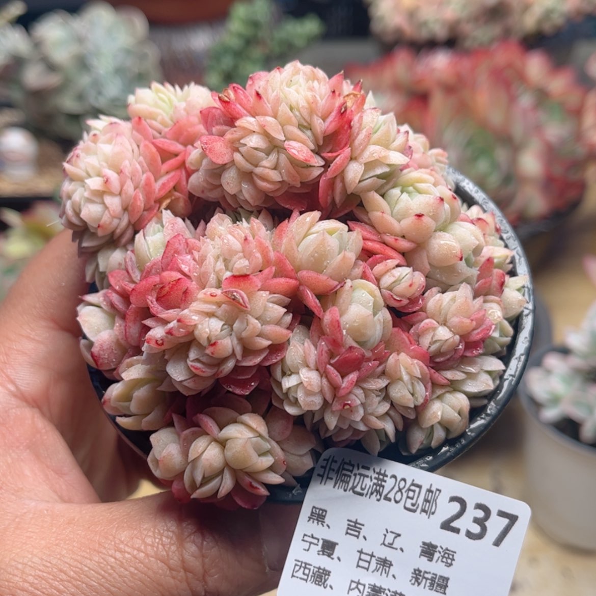 【闪购商品】237贝瑞缀