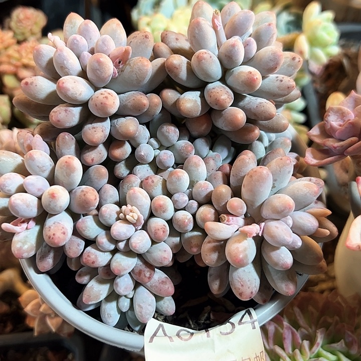 幸运的是我的朋友