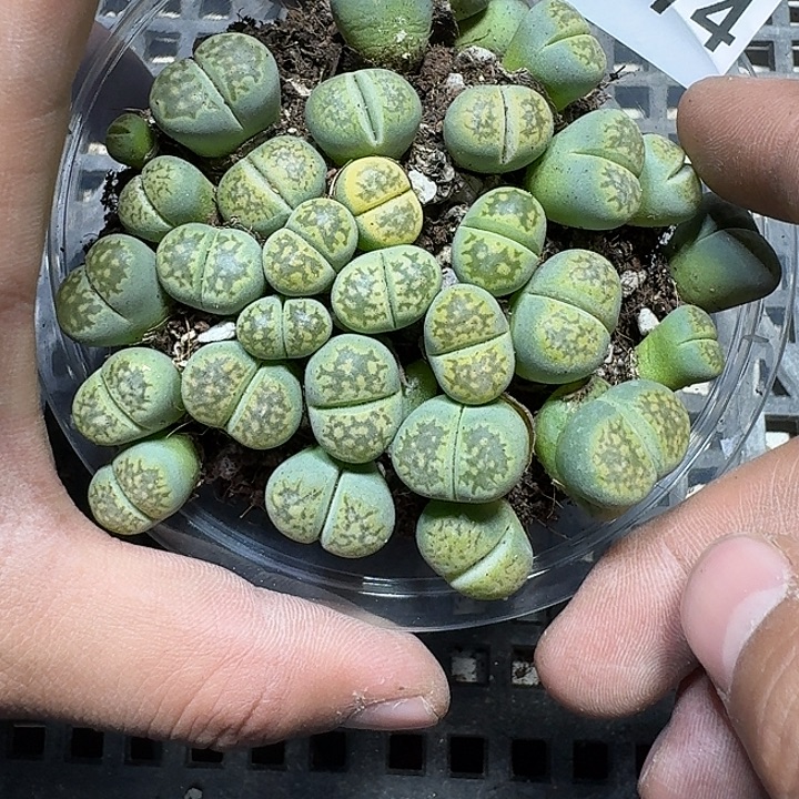 374 多肉植物多肉植物