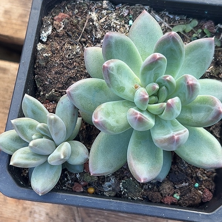 美人杂交特价一物一拍