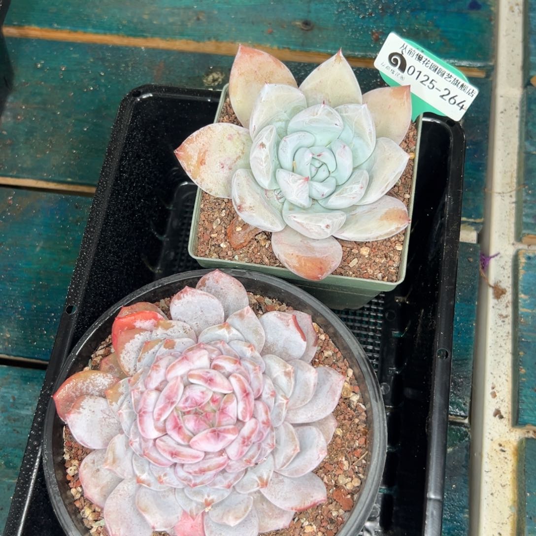 多肉一物一拍0125-264