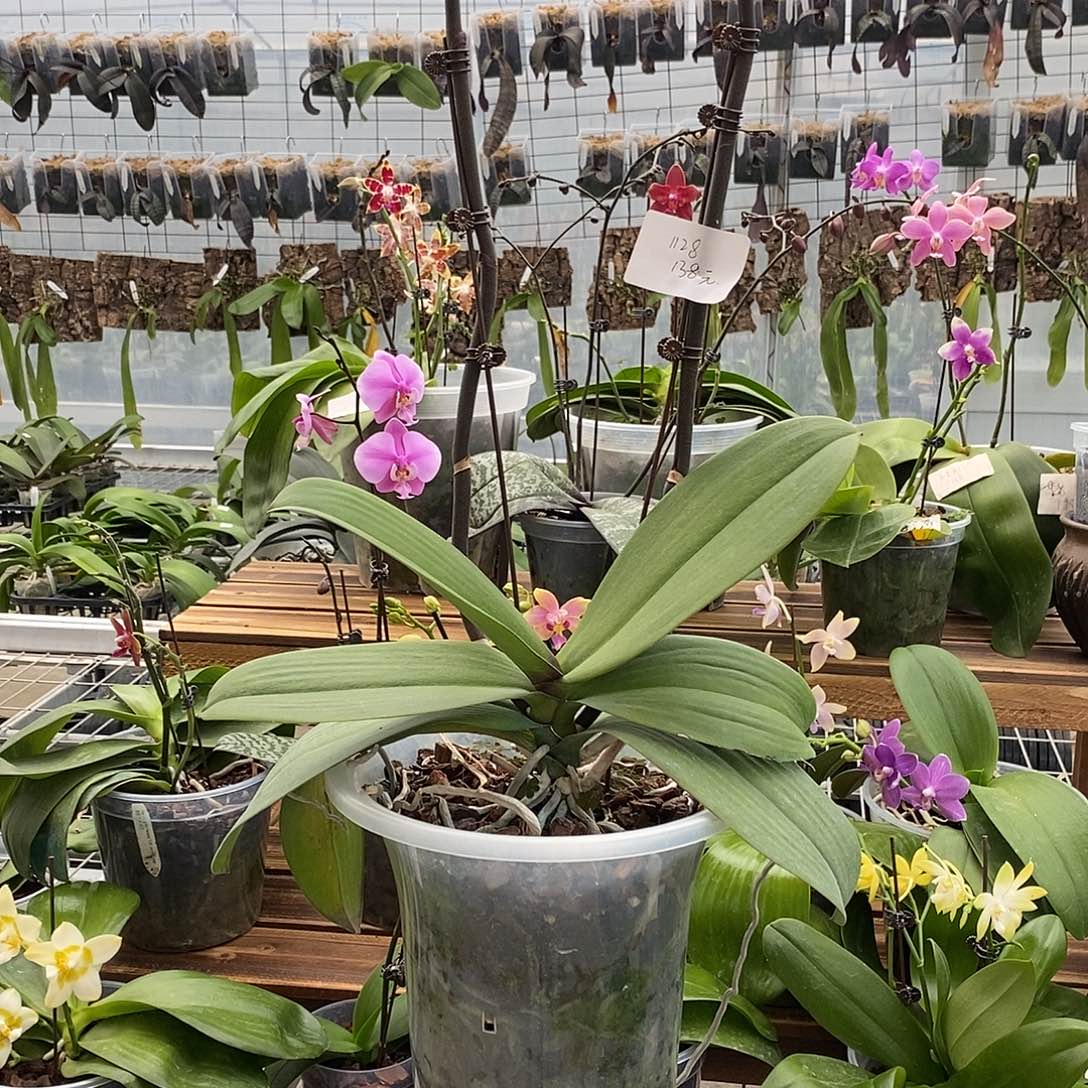 无花朵1128大盲盒一颗