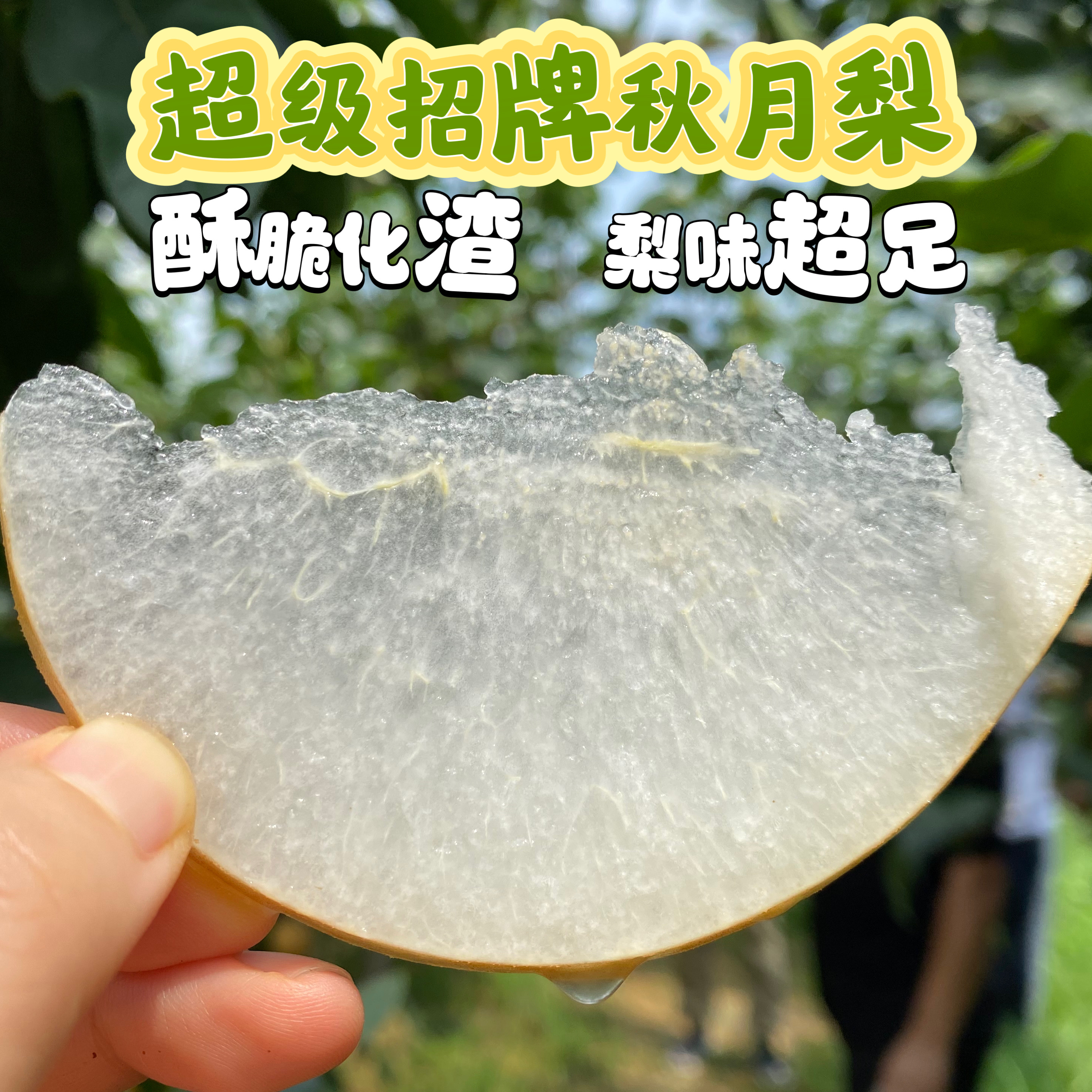 超级招牌必吃品 秋月梨 酥脆化渣 清甜爆汁 4.5~5斤装 顺丰/京东