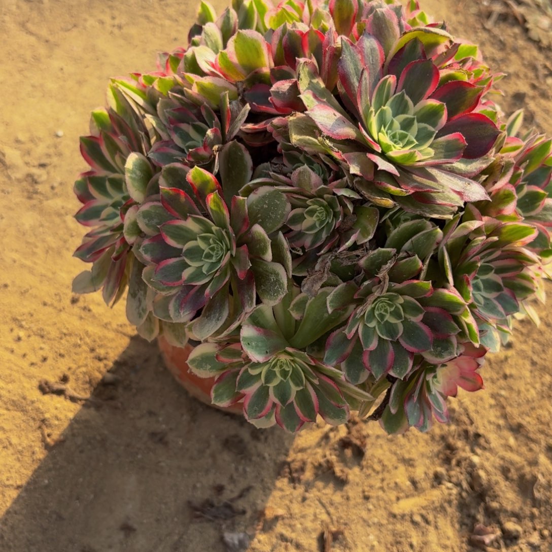 112多肉植物捧花的时候