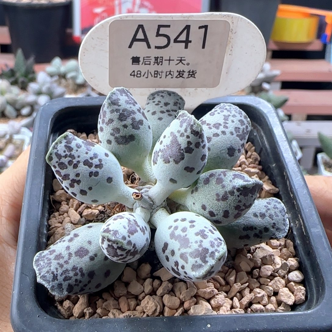 特白肌海豹。    541。    