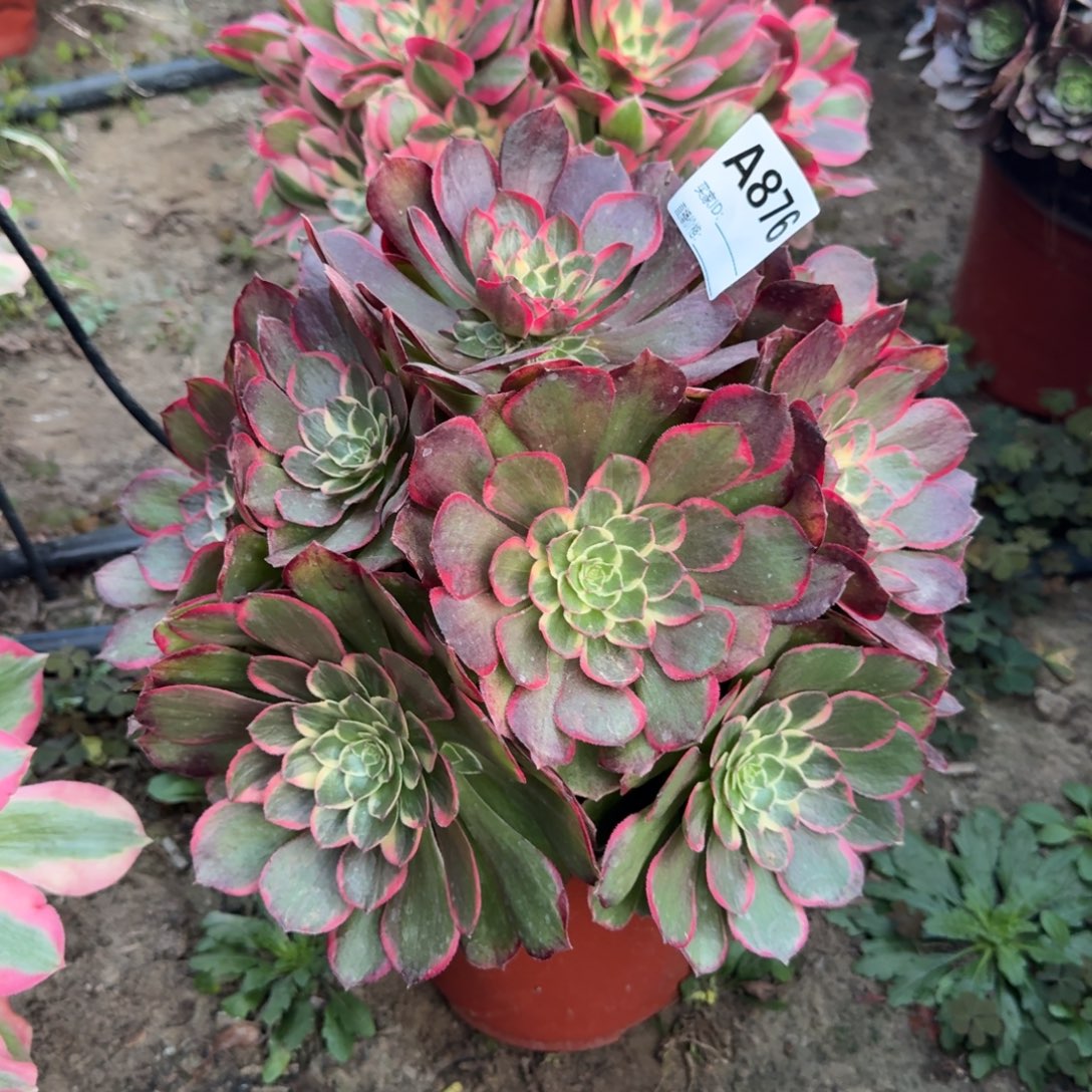 粉花妖法师多肉876号法师