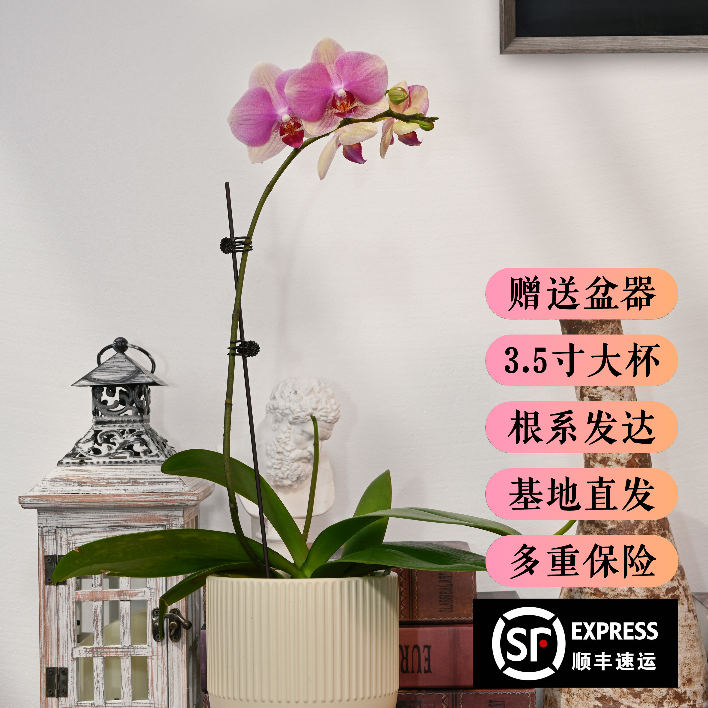 TOP FLOWER/上花蝴蝶兰盆栽 多彩蜜桃 中花型 短花絮【顺丰发货】