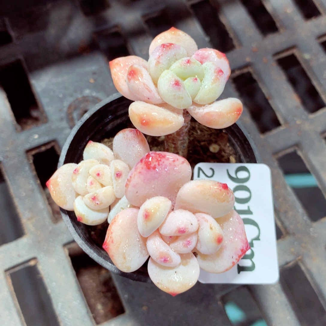 5厘米盆精控多肉901