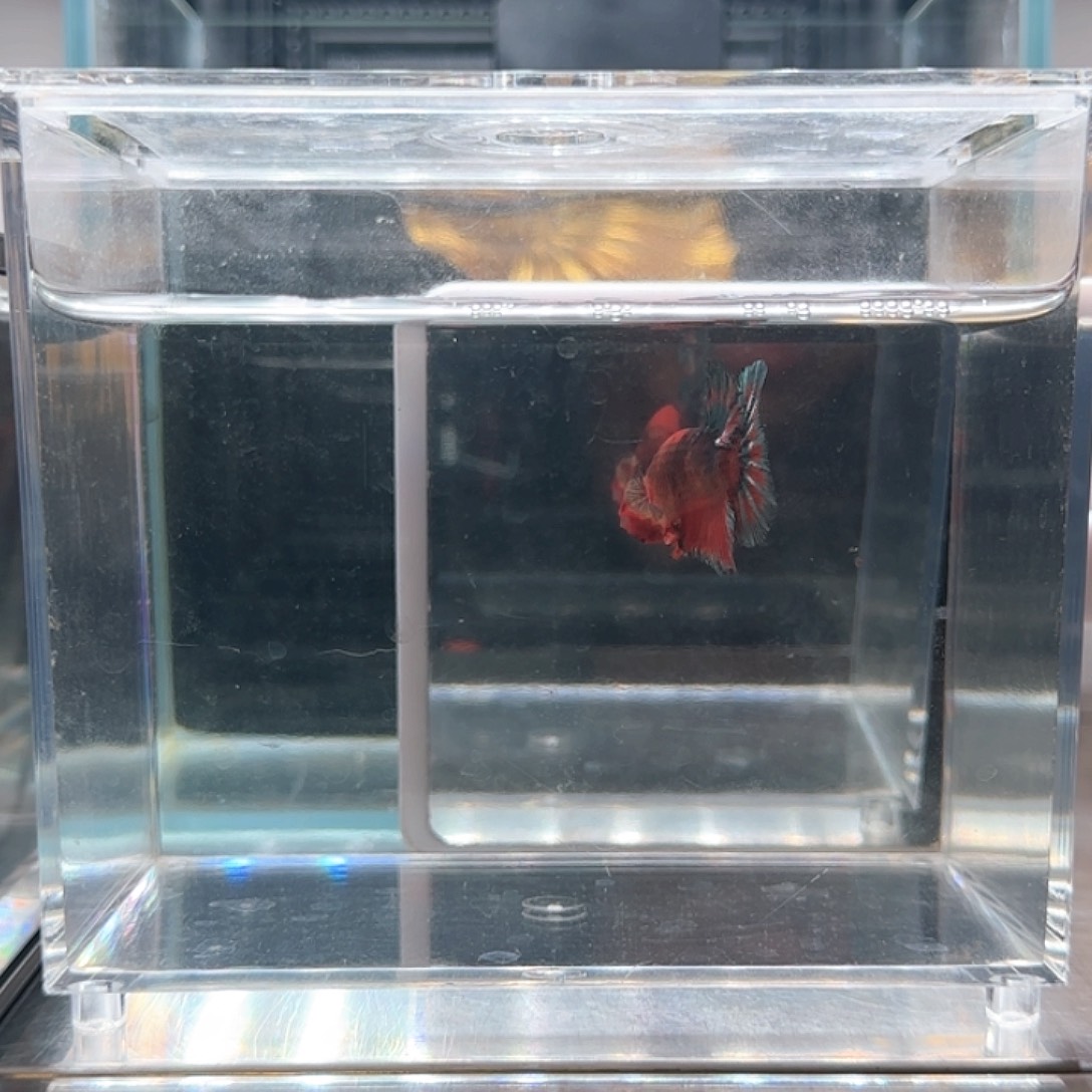 斗鱼活体观赏鱼好养耐活