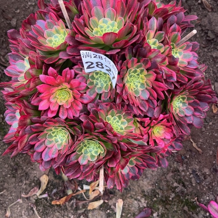 2827朝霞多肉植物