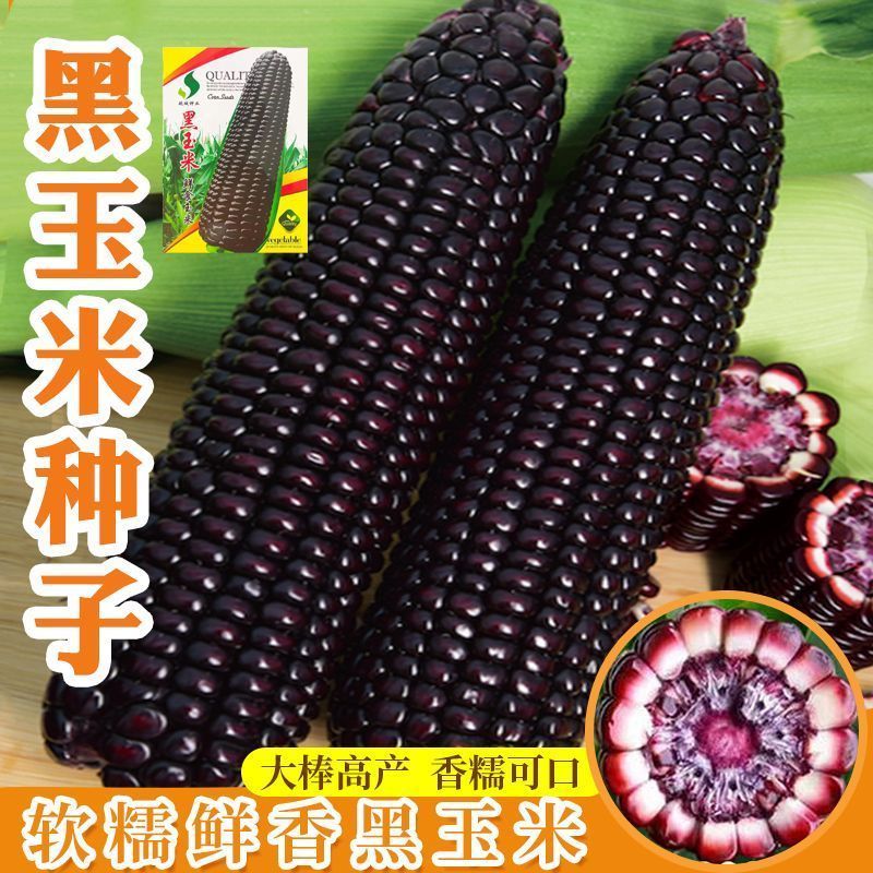 春季必种】正宗黑糯玉米种子黑珍珠东北黑玉米种子甜糯玉米种子无