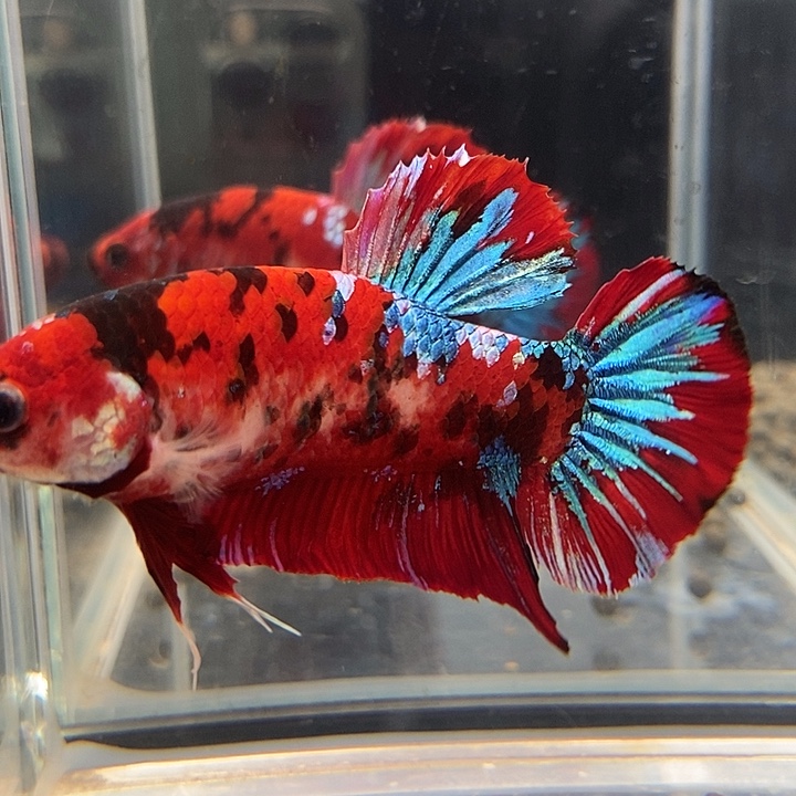 斗鱼黑236号巨斗将军