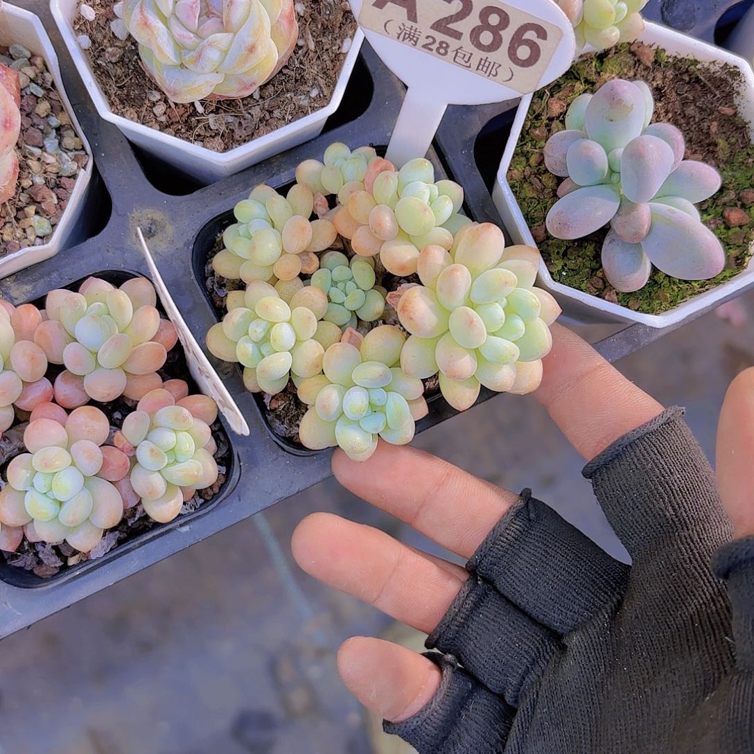 贝**姐A286鱼子酱一物一拍