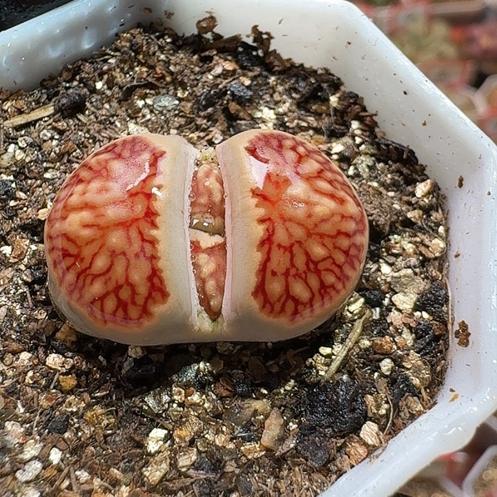 生石花233:：。    85