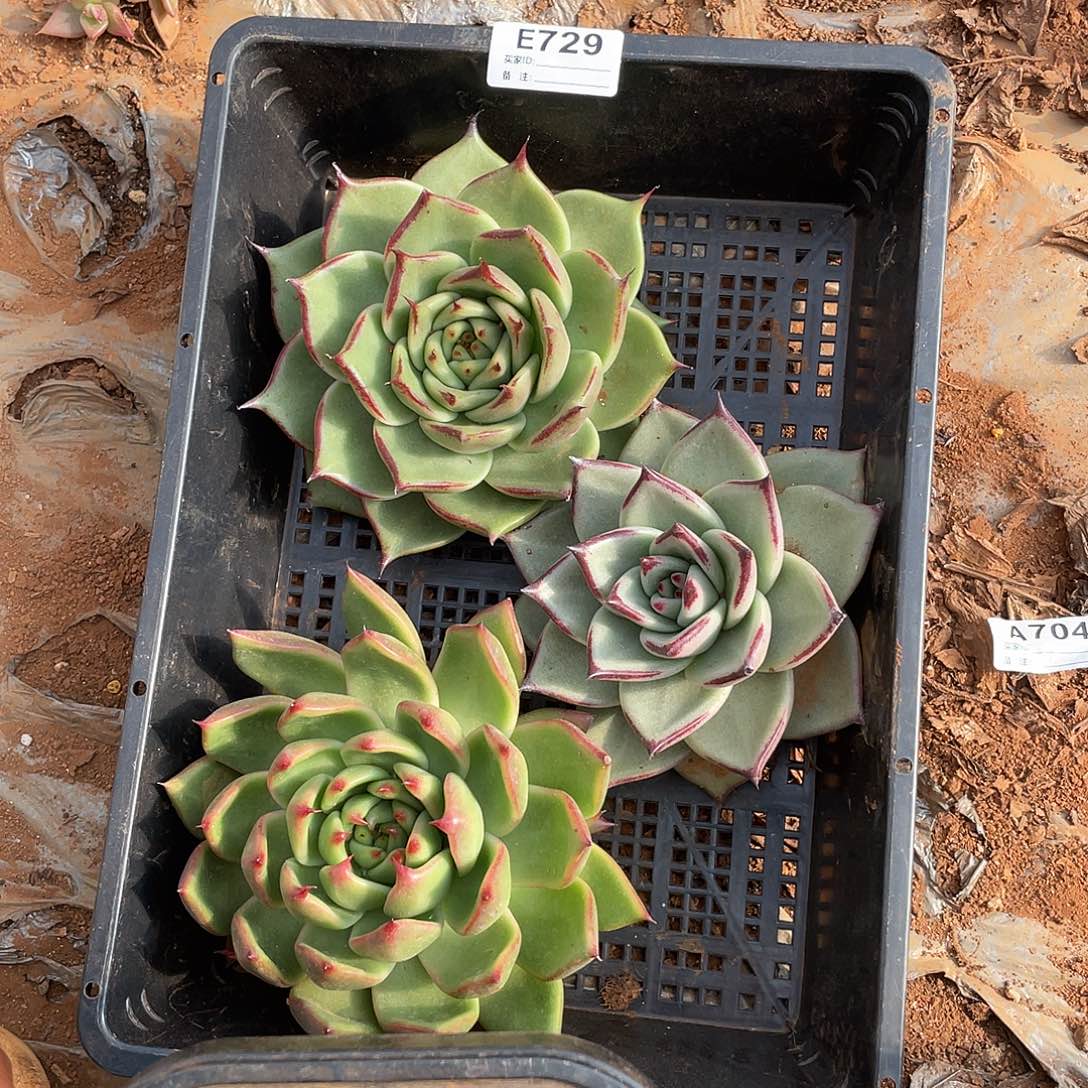 若如东云单拍E729