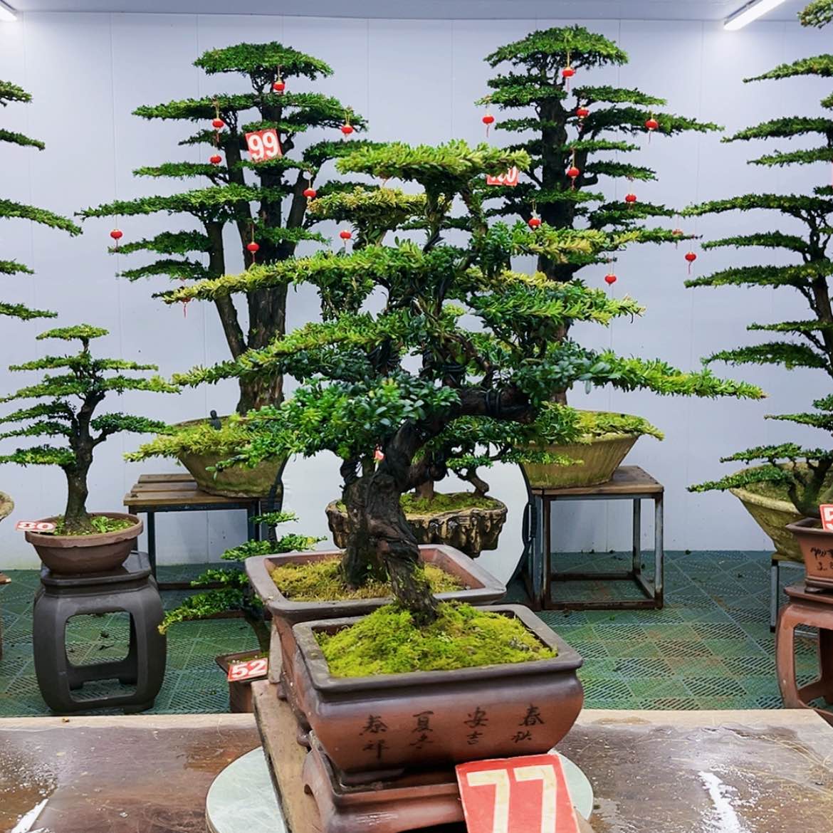 【闪购商品】罗汉松盆景艺术的发展历程