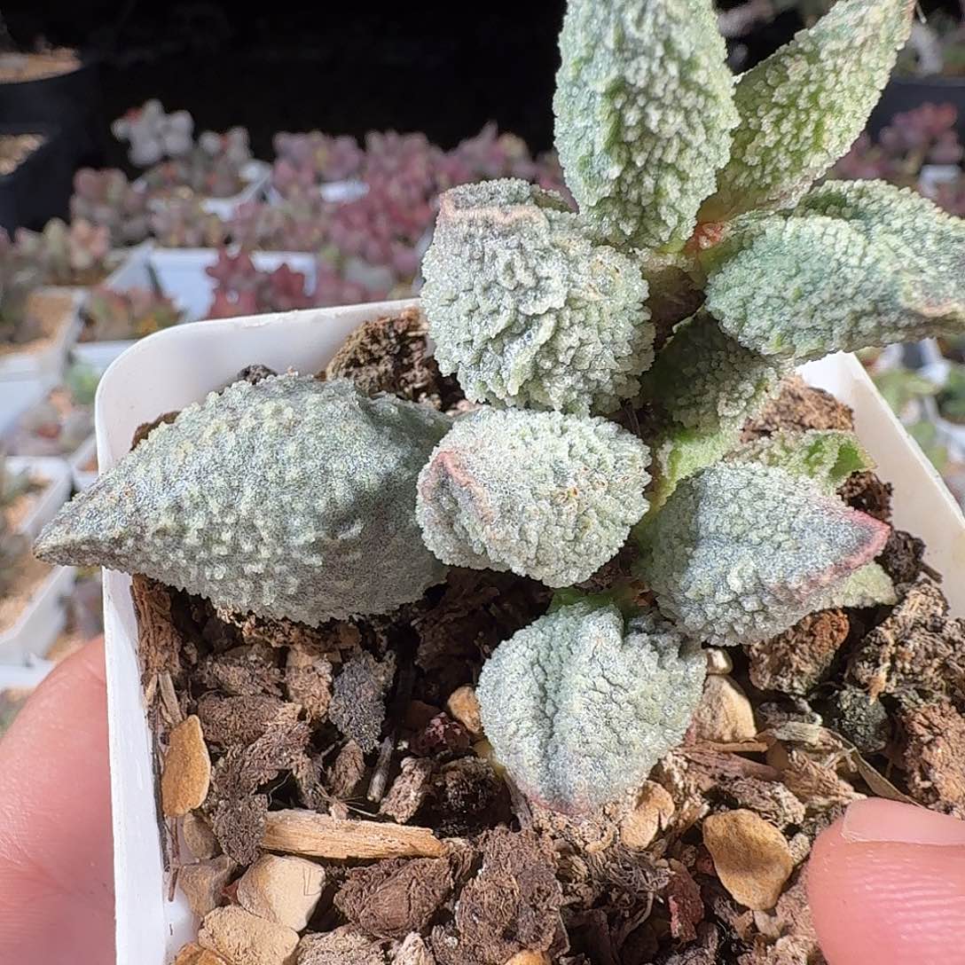 粉晶哈默杂                  