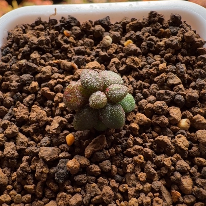 阿****折枝奇峰锦914 仙人球