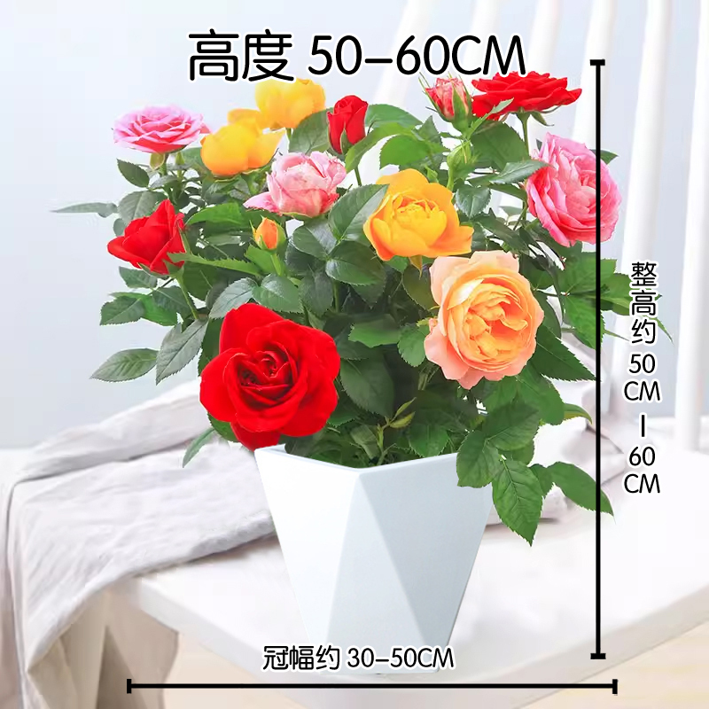 1【多色月季+菱形盆直发】四季开花阳台月季花苗花卉