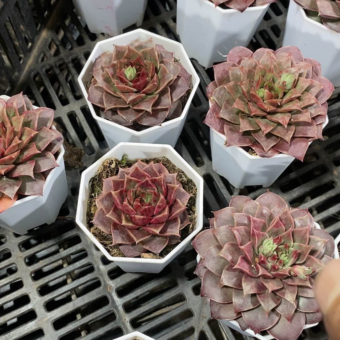 皮皮虾4盆多肉植物