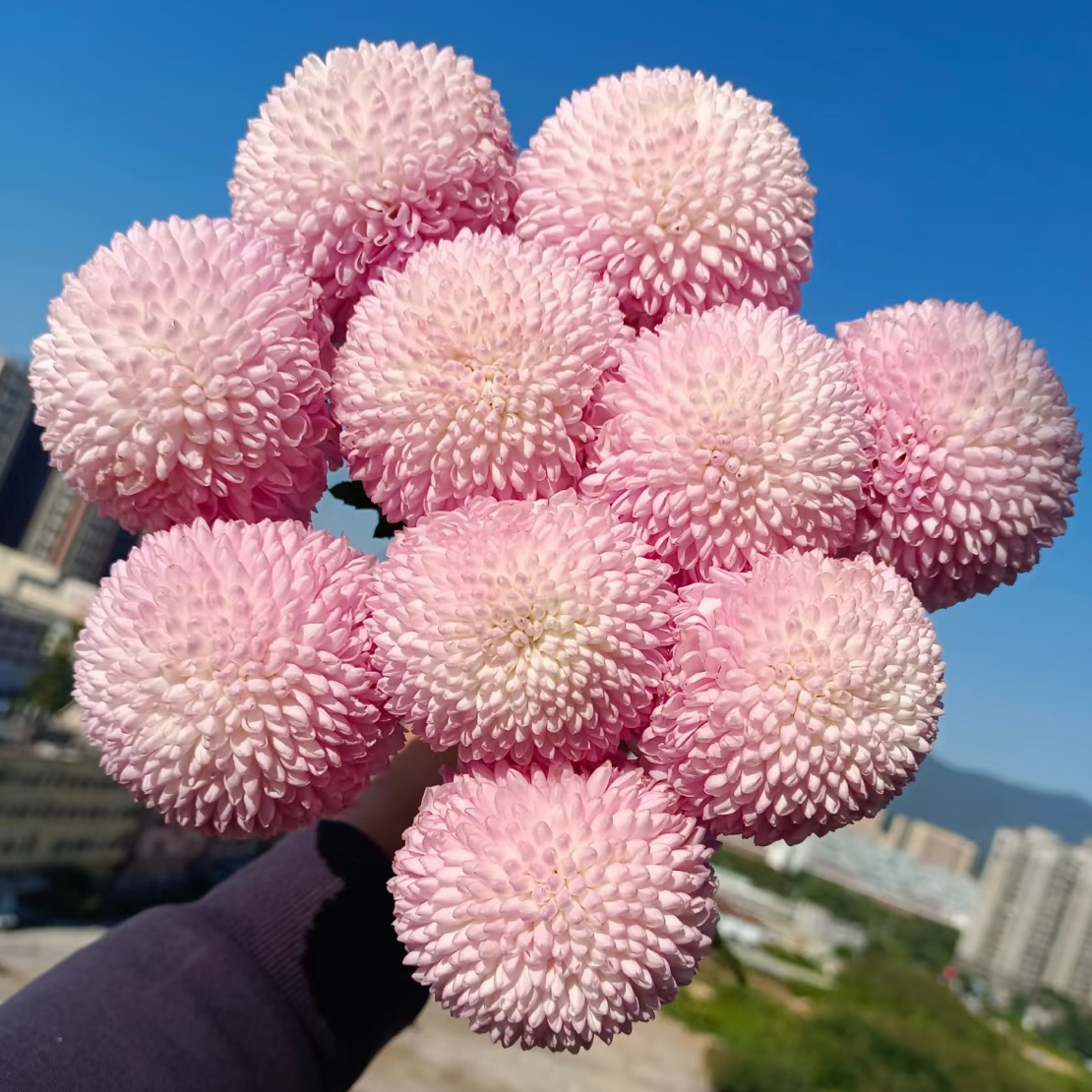 粉色乒乓菊10支 鲜花云南基地直发  任意两单起发