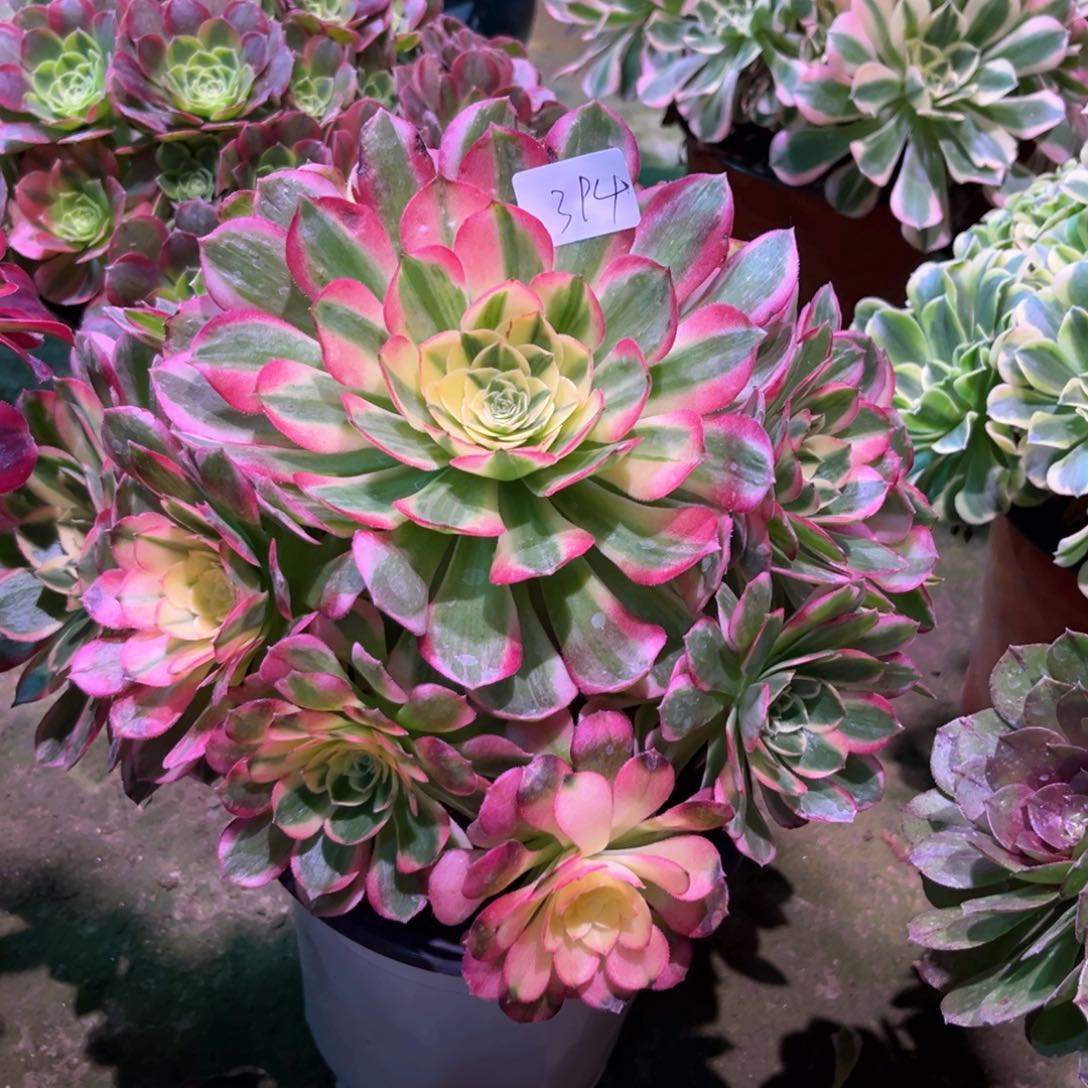 多肉植物粉体海王 394