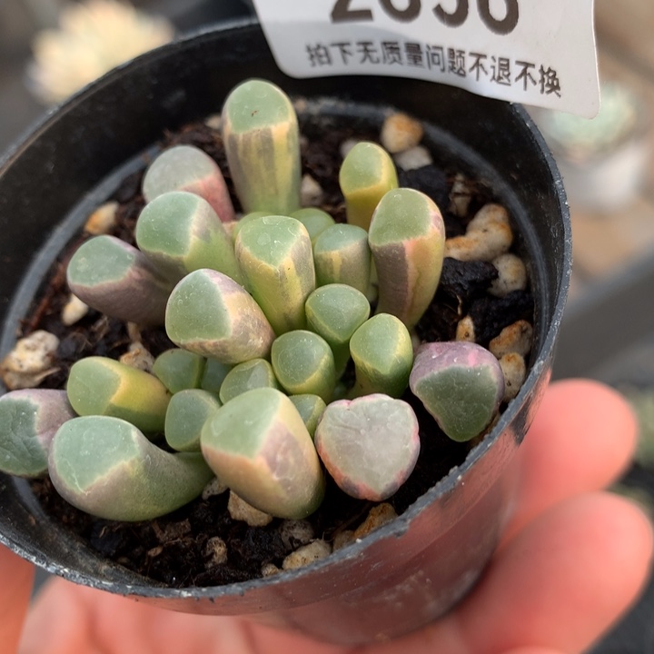 五十铃玉锦多肉植物