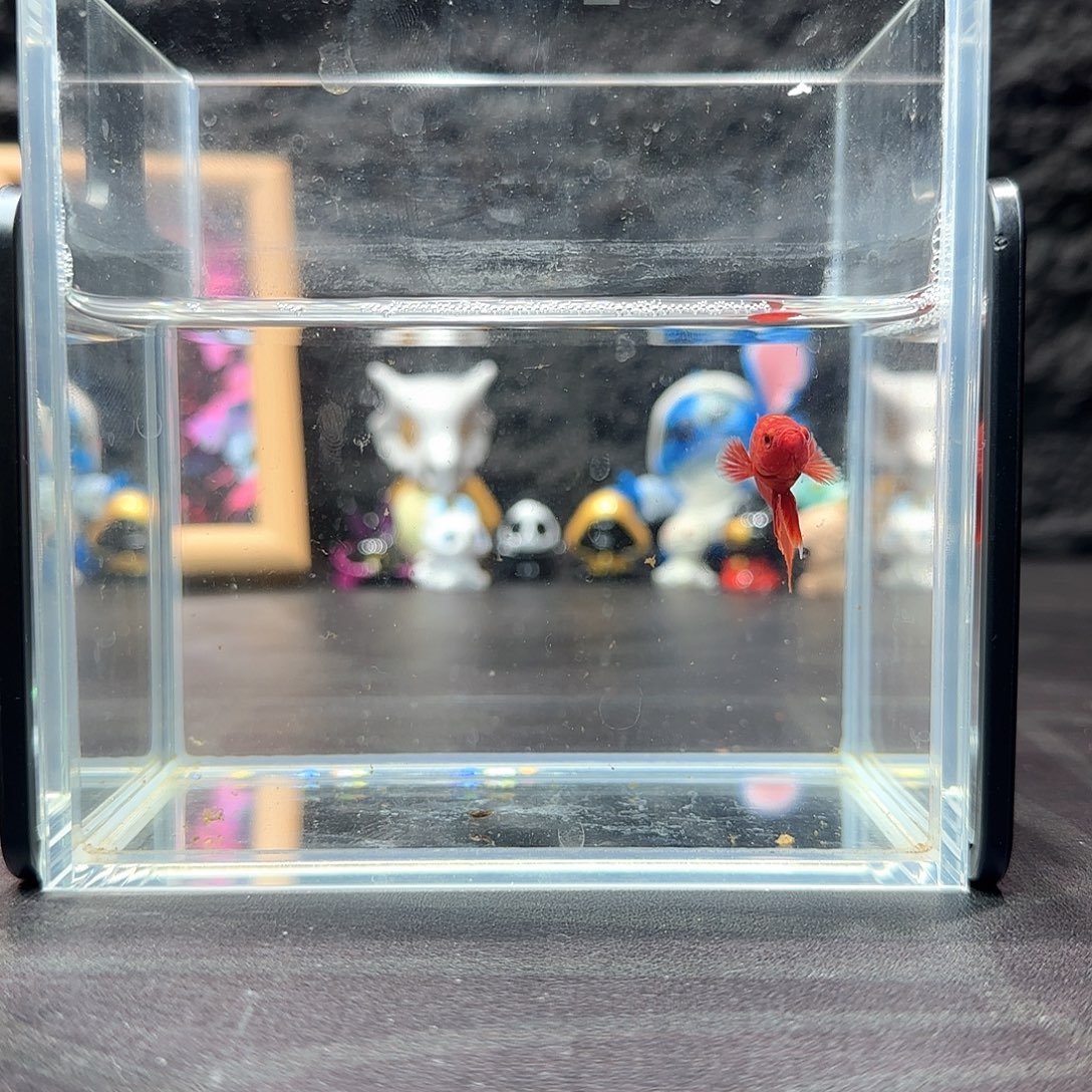 斗鱼十二月二十九号