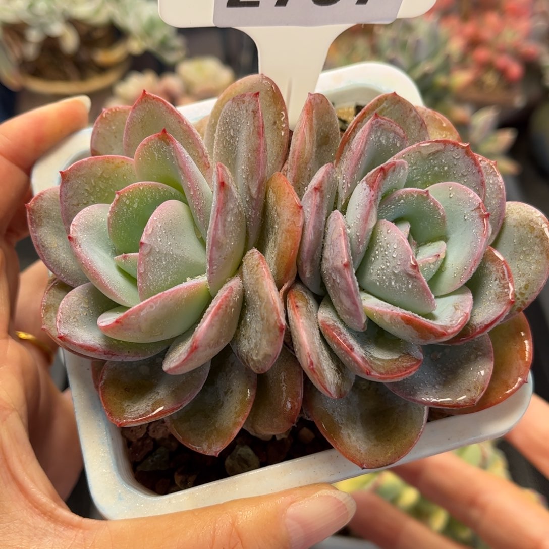 2707 满30包邮天冷地区必拍保温箱