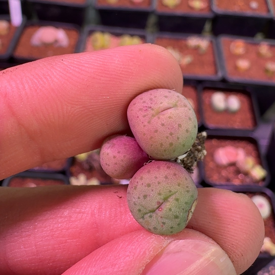 云缦精品番杏7.78奶油嘴三头