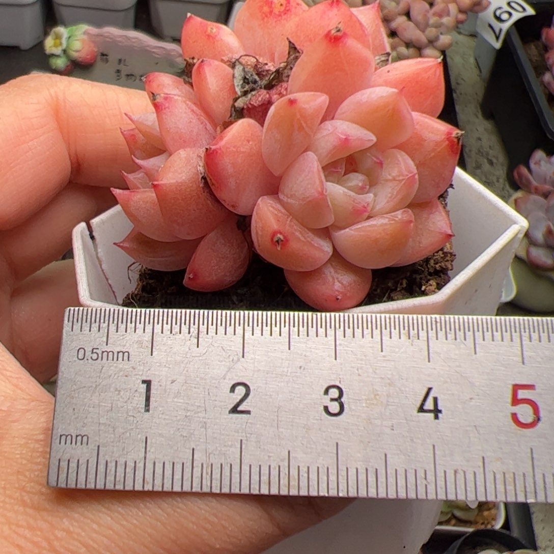 618 多肉植物组合盆栽