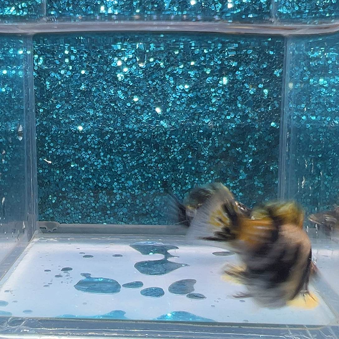 孔雀鱼虎皮玛丽一对0035