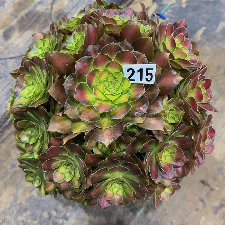 215韶华多肉法师