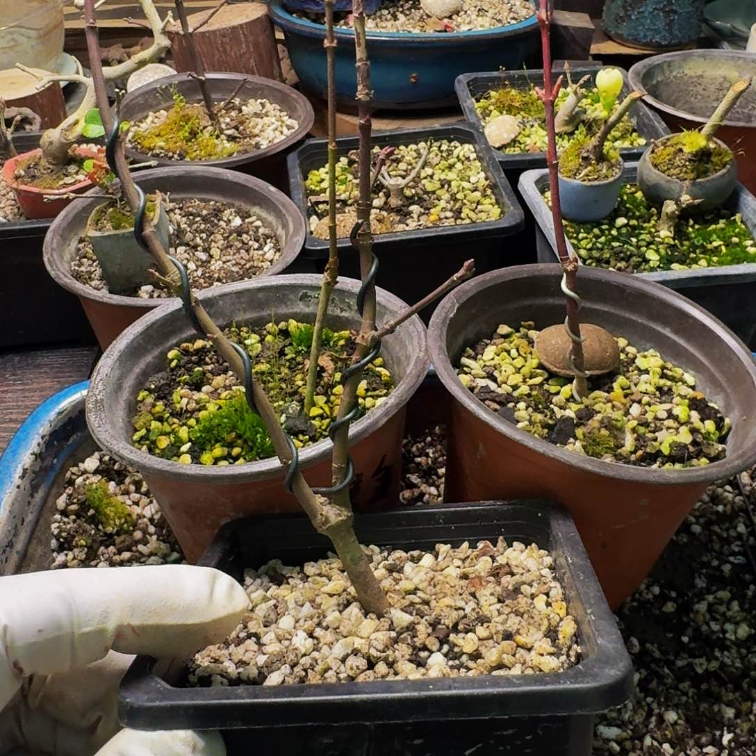 日本原生枫树扦插苗