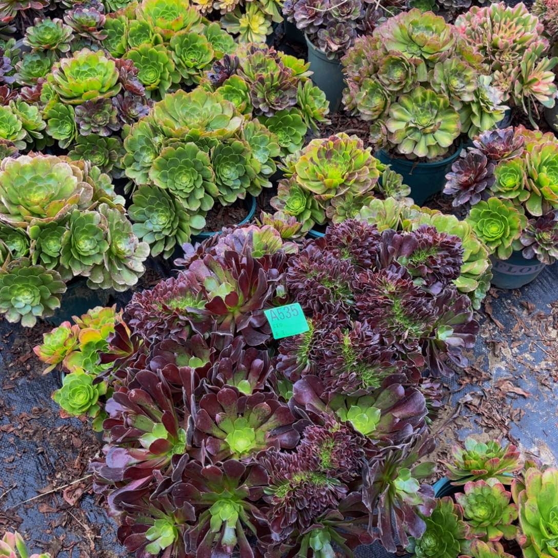 不***叔欧紫法师缀化1-29