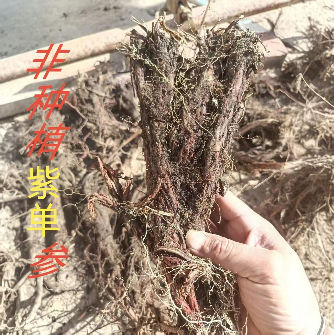 高海拔深山采挖多年生红皮dan参可泡水泡酒