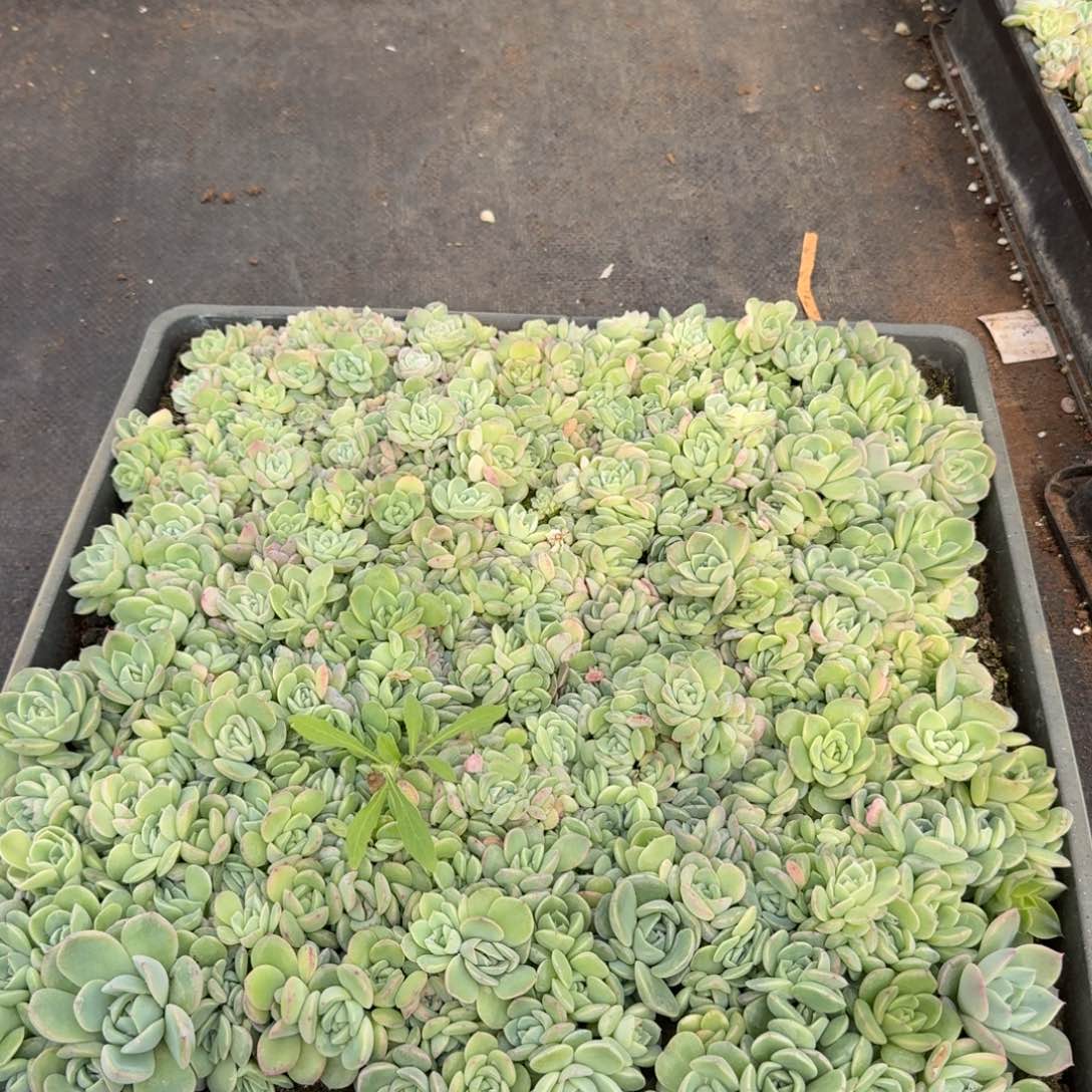 糖心切糕29-115一物一拍