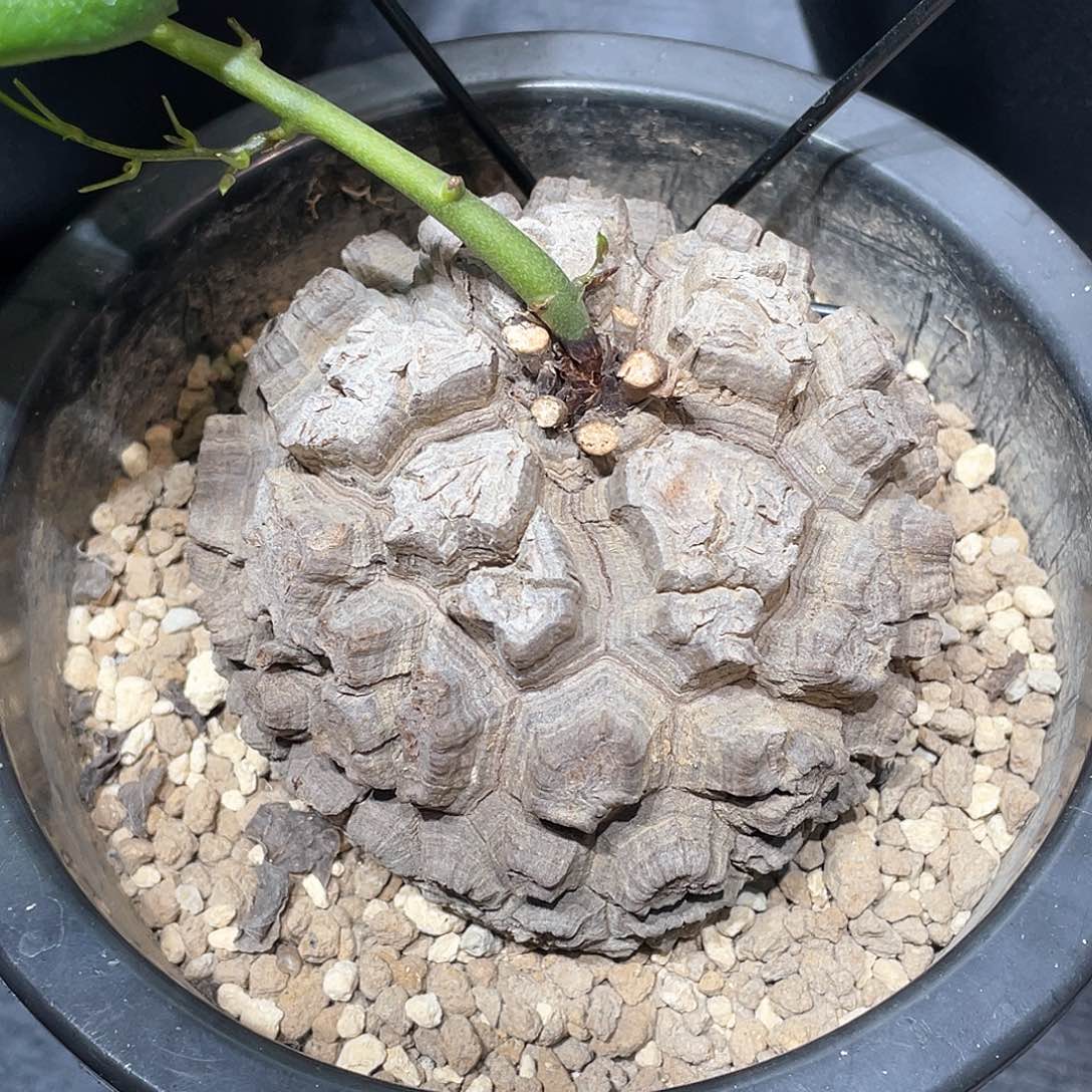 22号日系剑甲龟带瑕8.5公分