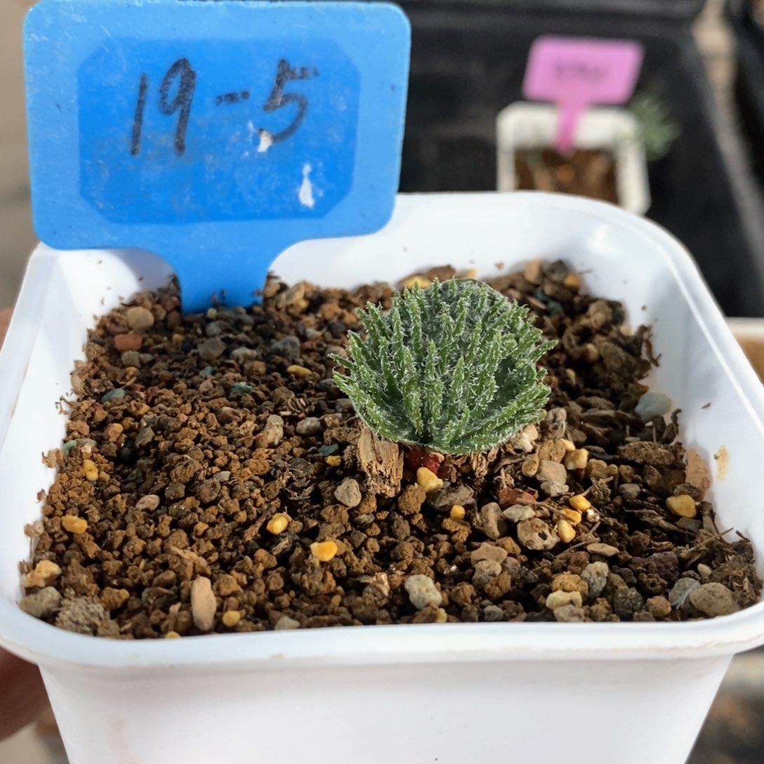 毛刷子雾冰玉多肉植物