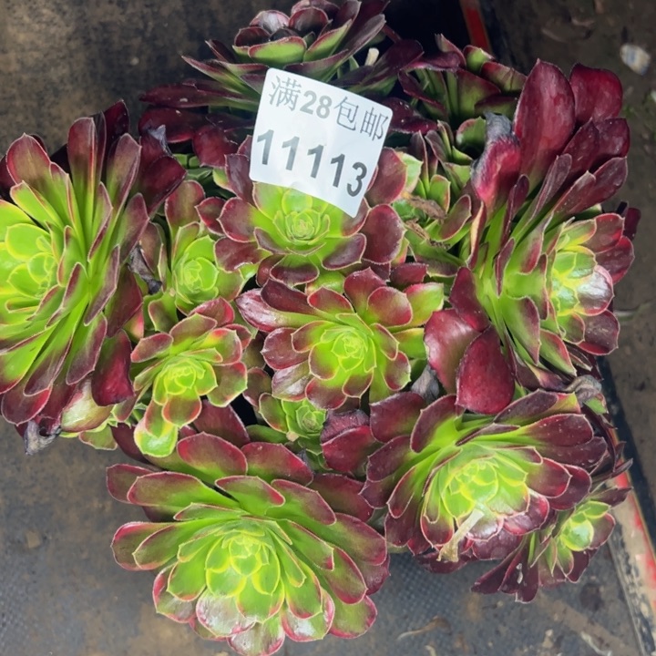 11113玫瑰多肉植物