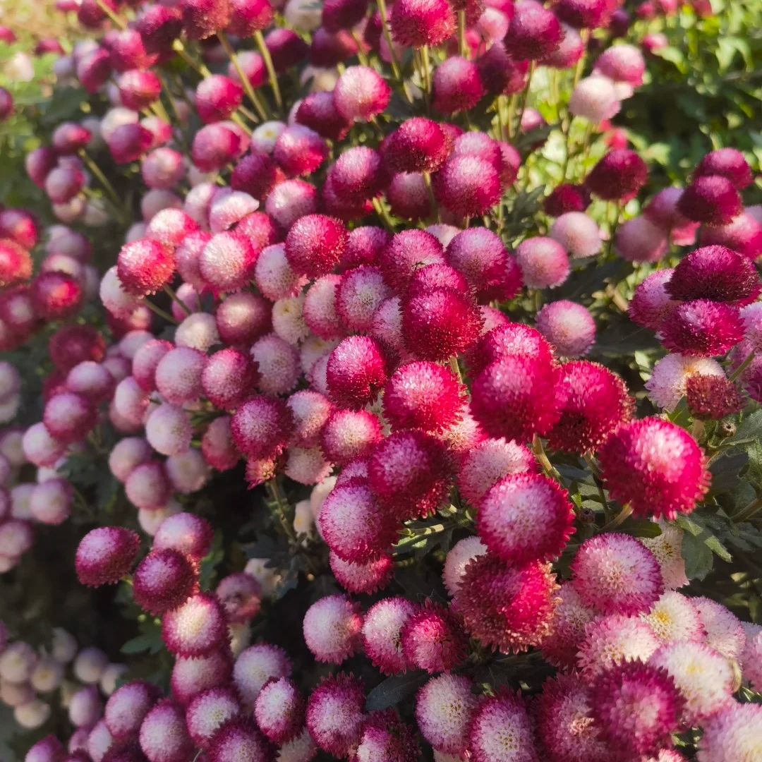 珠玉之卵网红小雏菊粉色可爱小菊花四季多年生耐寒植物阳台庭院花
