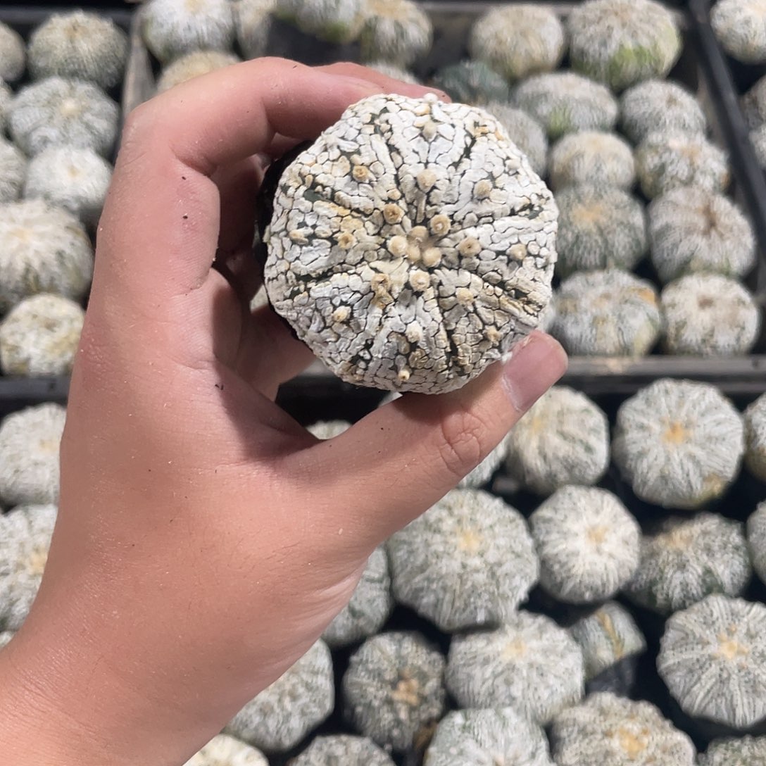 完全开放伟特价12 18