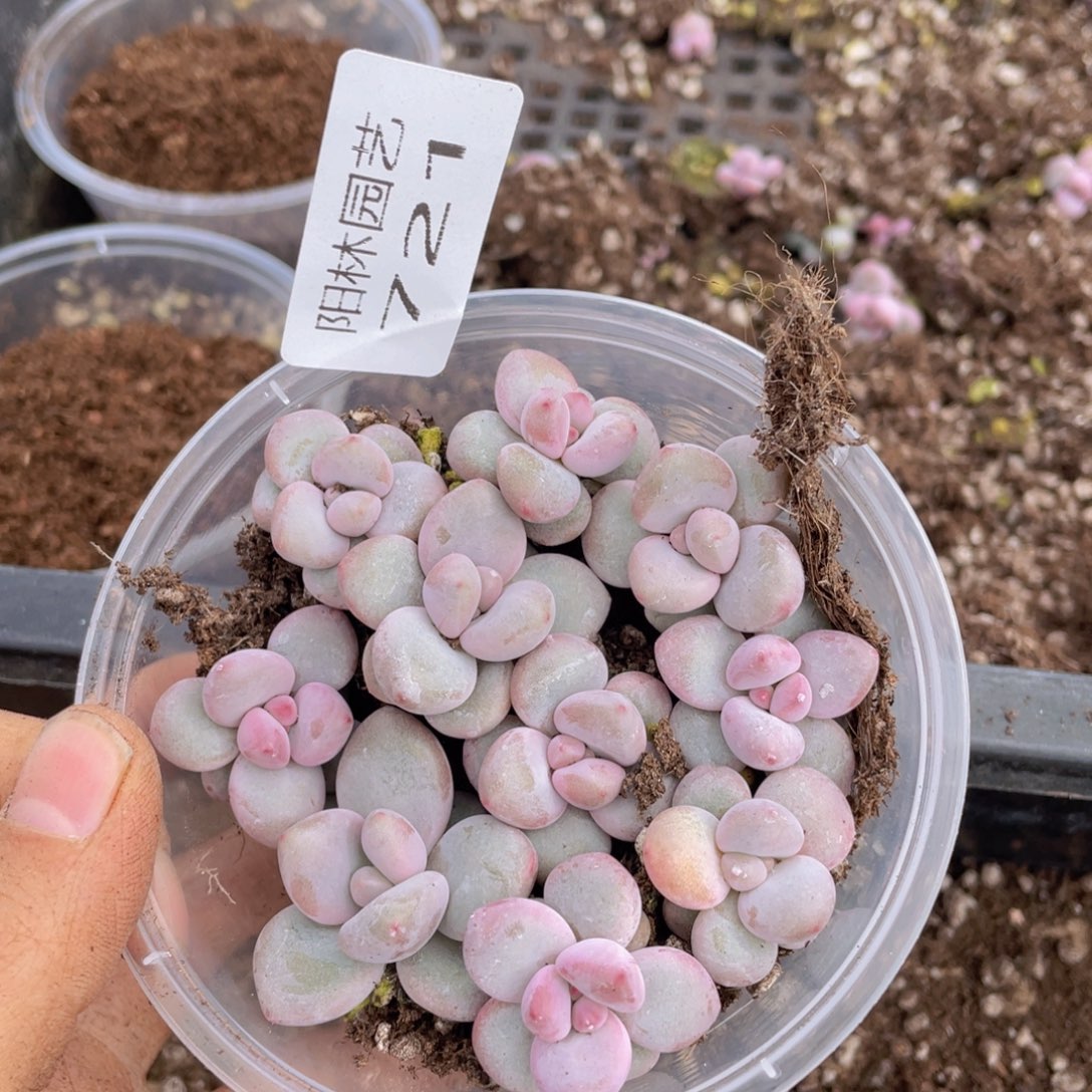 多肉植物多肉植物721