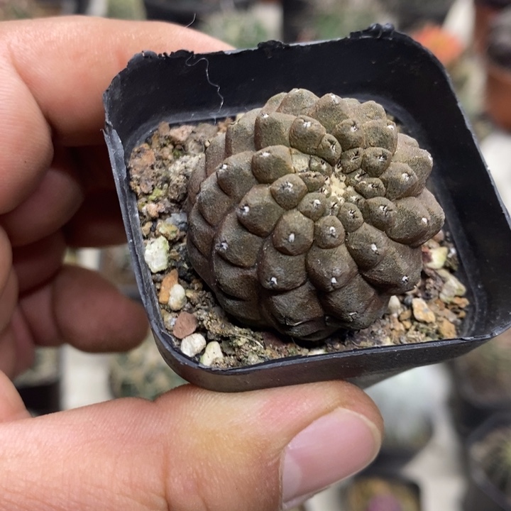 蜥蜴皮特价福利包邮