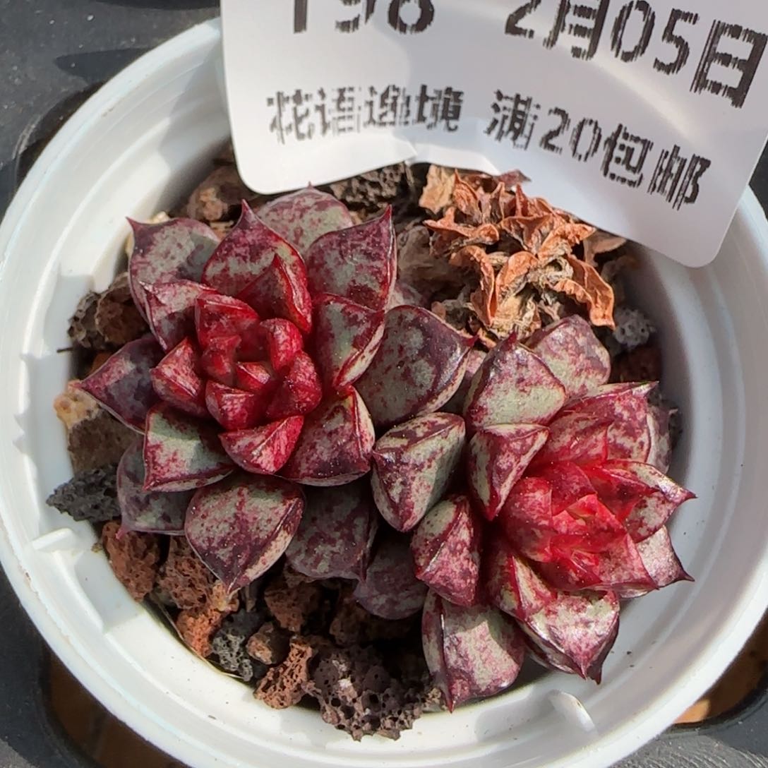 花语逸镜0205-198