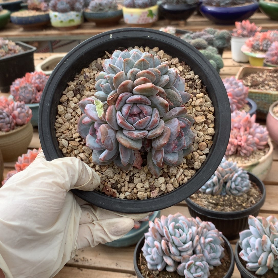 无花朵哈哈哈哈哈哈哈哈哈12