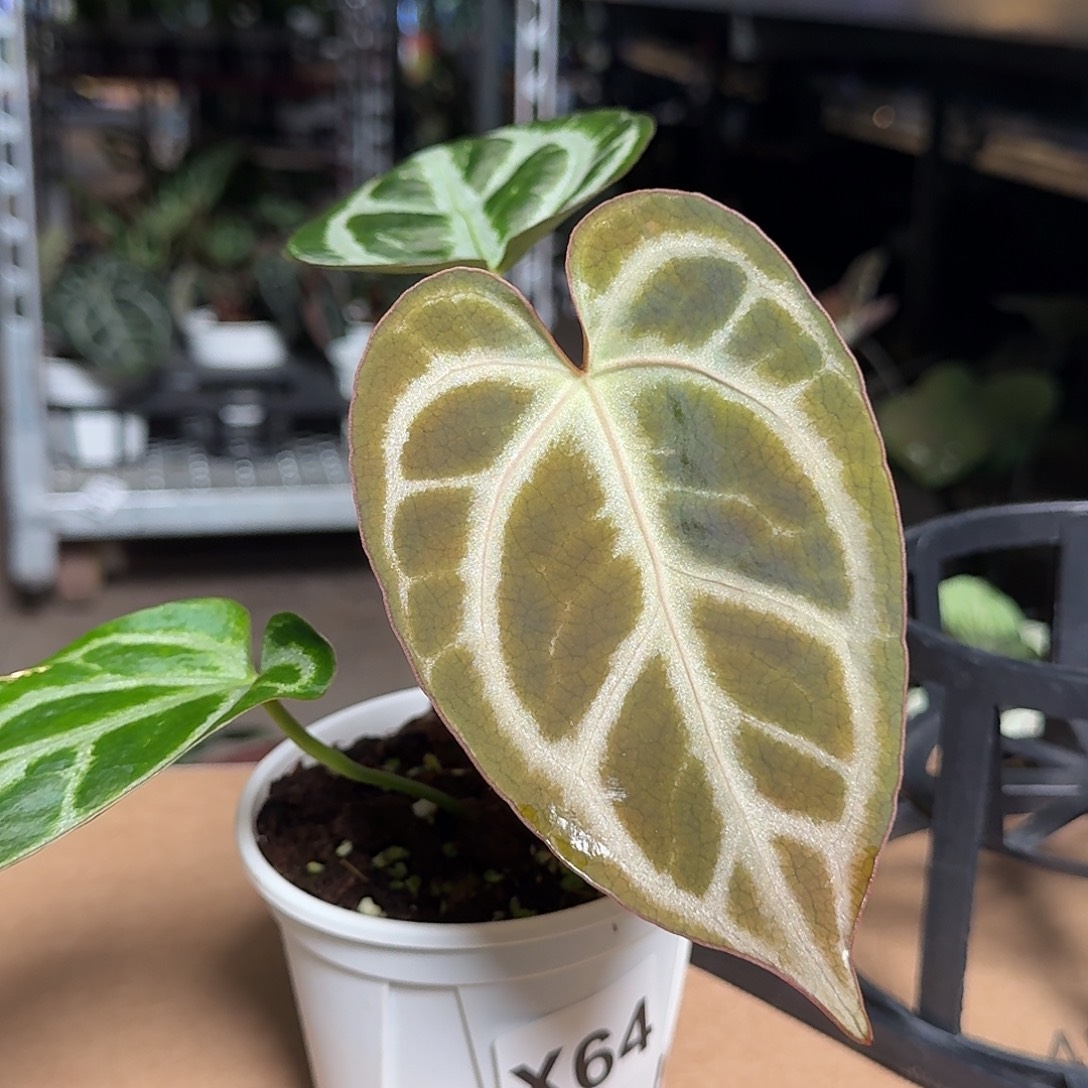 完全开放X64红水晶杂