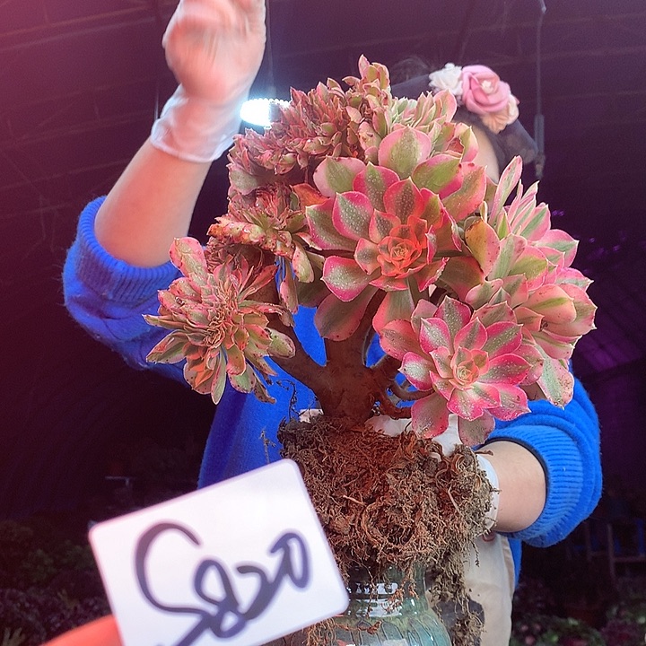 柒柒精品多肉脱土发货不包断侧枝S820