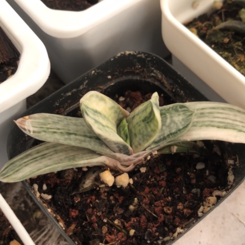 蜗牛白锦蜗牛蜗牛